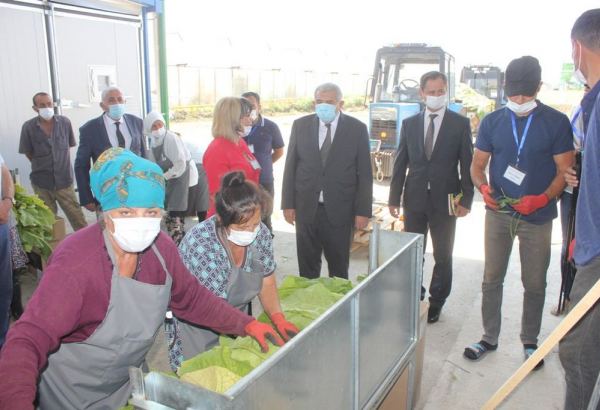 Azerbaijan launches tobacco drying enterprise in Tovuz district (PHOTO)