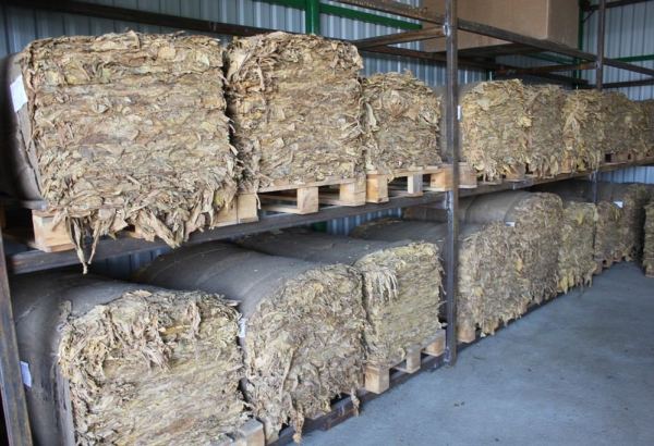 Azerbaijan expects to produce even more dry tobacco