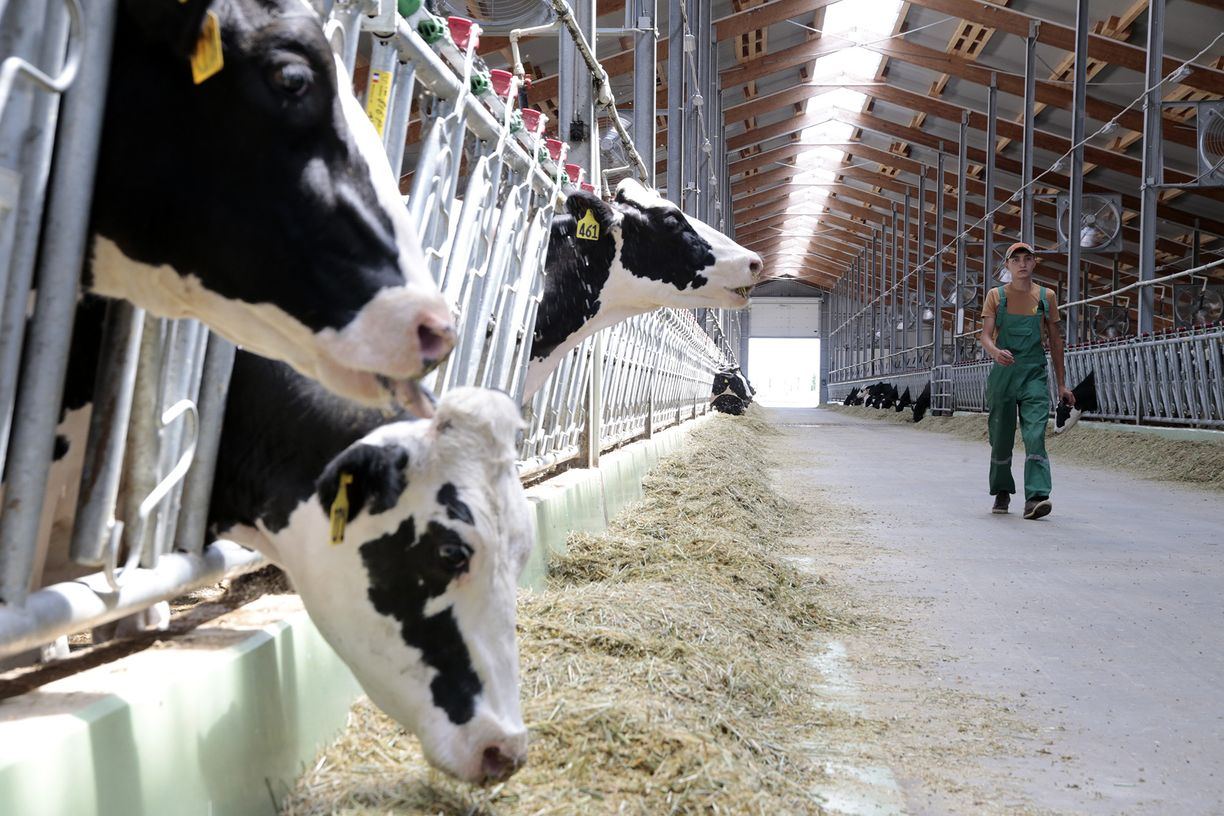 Новая товарно-молочная ферма появится в Туркестанской области