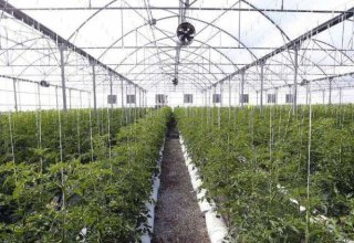 Uzbekistan announces tender for greenhouses construction