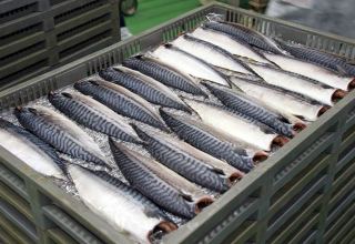 Iran discloses volume of fishery products caught from Caspian Sea