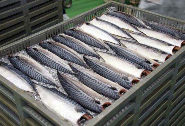 Russia's Dagestan names value of fish exports to Azerbaijan