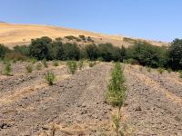 В Азербайджане продолжает мониторинг агросадов на открытых лесных участках (ФОТО)