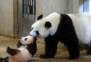 В вашингтонском зоопарке родилась панда