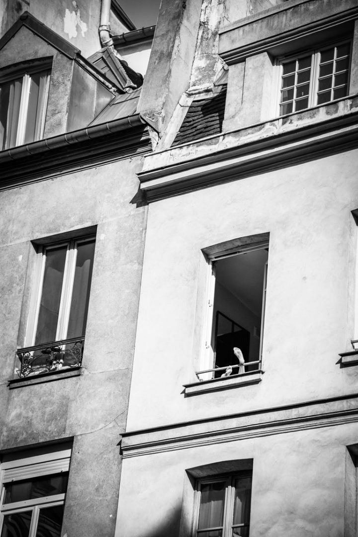 Париж на карантине… - взгляд азербайджанского фотографа (ФОТО)