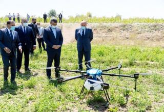 В Агджабеди обработали ядохимикатами кукурузные поля посредством дронов (ФОТО)