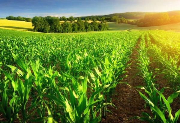 Uzbekistan’s 9M2020 volume of agricultural production revealed