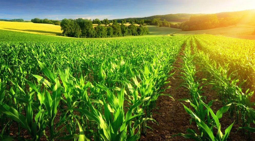 В Нахчыванской АР выросло производство сельхозпродукции