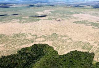 Бразилия приостанавливает борьбу с вырубкой лесов Амазонии