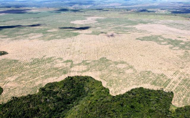 Braziliya Amazon meşələrinin kəsilməsinə qarşı mübarizəni dayandırır