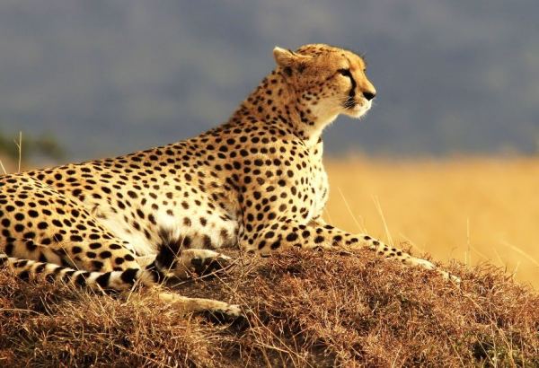 Сохранение иранского гепарда - главный приоритет Организации по охране  окружающей среды