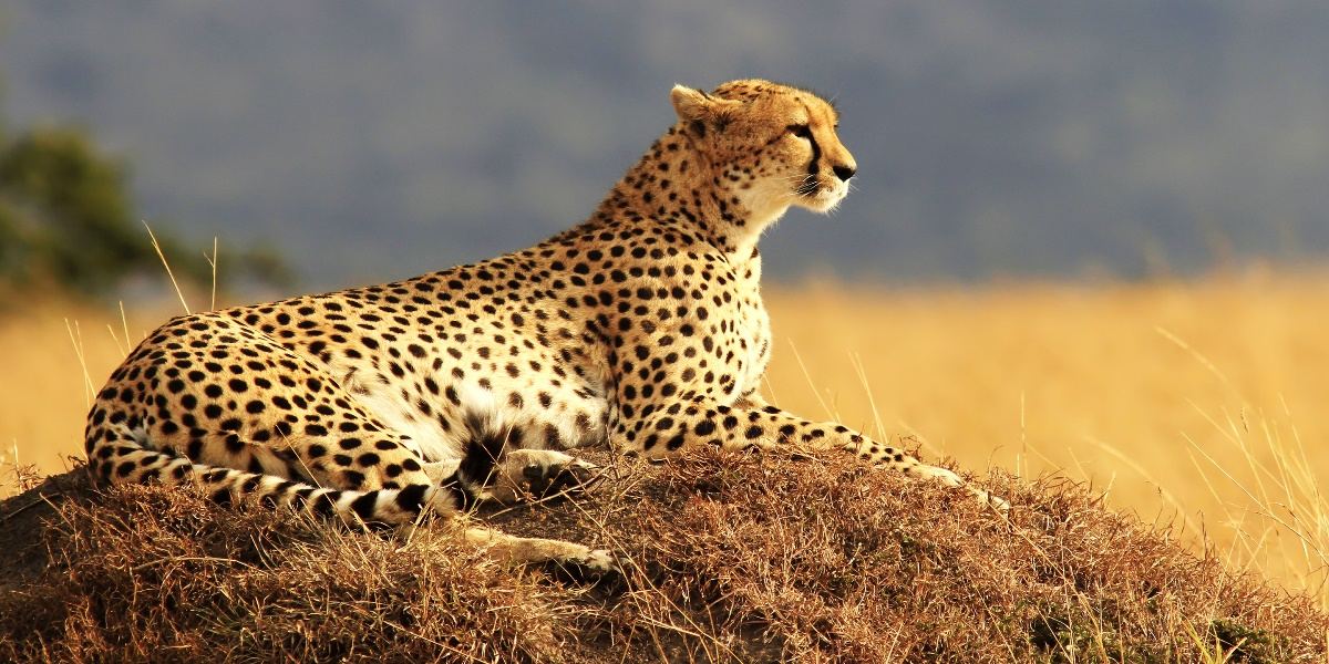 Сохранение иранского гепарда - главный приоритет Организации по охране окружающей среды