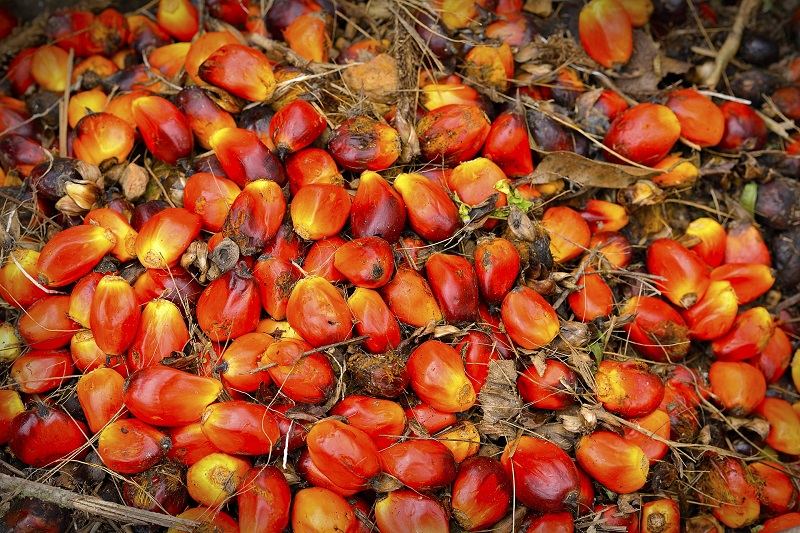 Uzbekistan reduced imports of palm oil