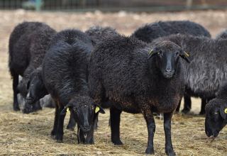 Uzbekistan to develop sericulture and karakul sheep breeding sectors