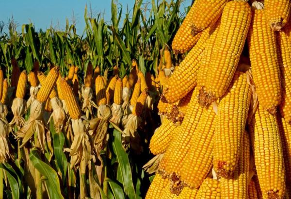Повторный сев кукурузы удваивает доходы фермеров в Азербайджане