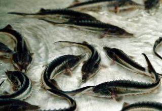 Turkmenistan to borrow sturgeon aquaculture practices from Russia’s Astrakhan