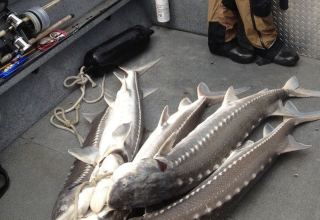 Iran extends ban on sturgeon fishing in Caspian Sea