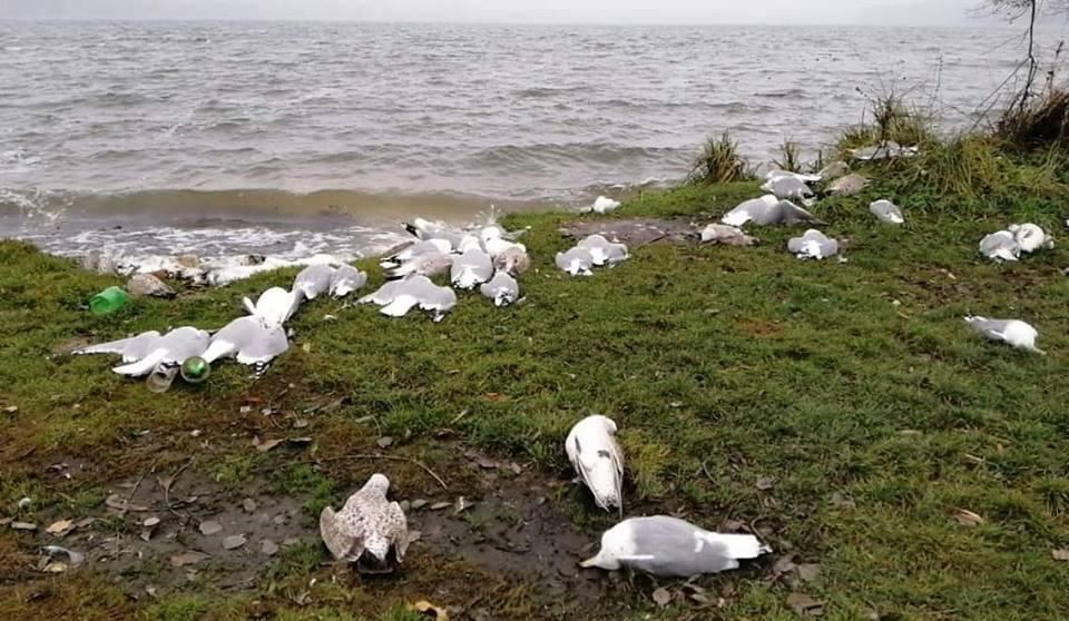В Нью-Мексико нашли мертвыми сотни тысяч перелетных птиц