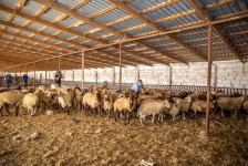 В Азербайджане для малообеспеченных семей создаются небольшие хозяйства (ФОТО)