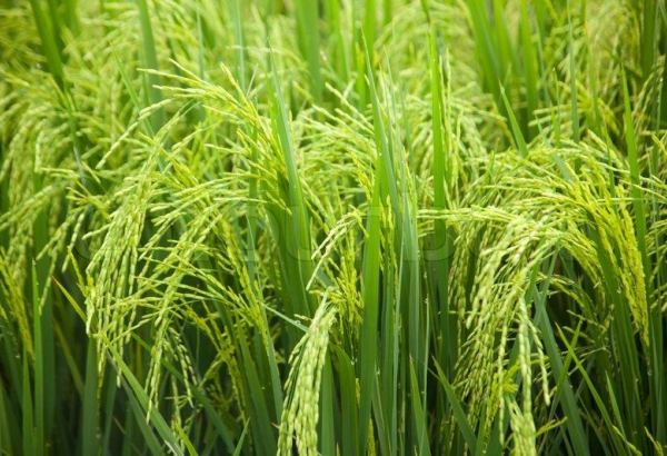 Number of Turkmenistan’s districts complete rice harvesting