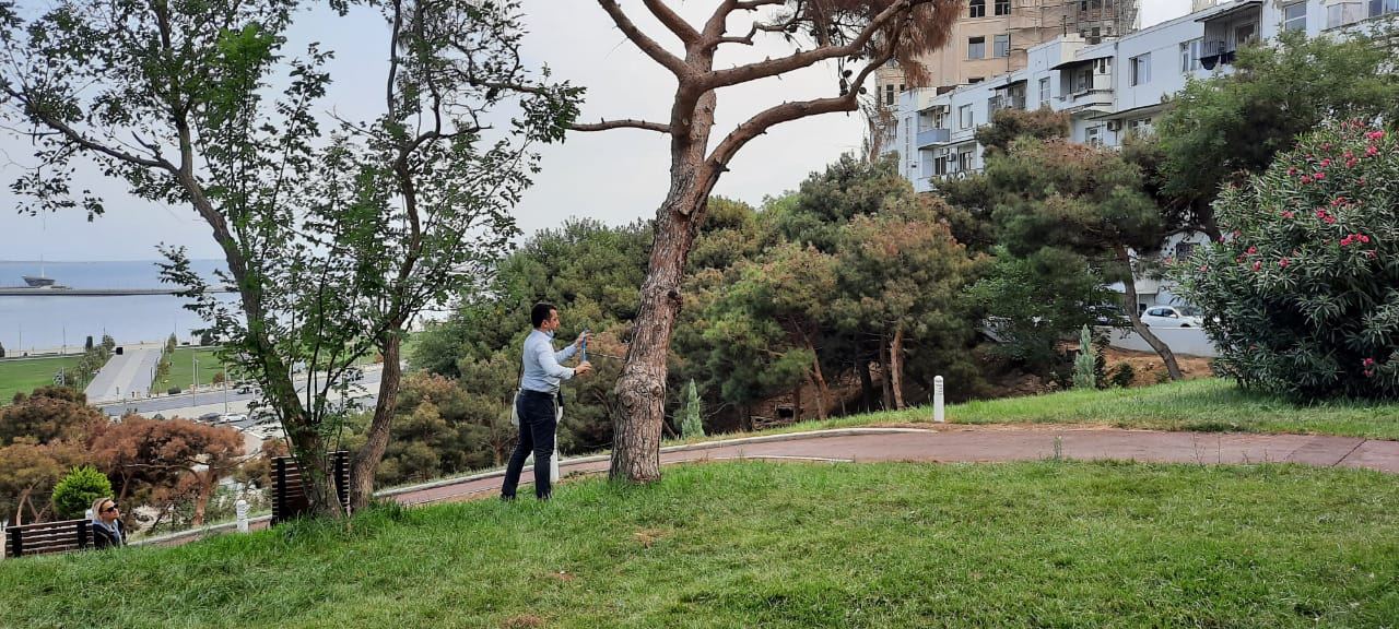 Bakı və Abşeron yarımadasında ağacların quruma səbəbi araşdırılır (FOTO/VİDEO)