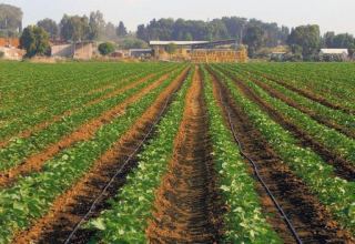 Turkmenistan to increase land for sowing vegetables
