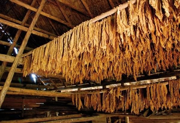 В Азербайджане увеличивается производство табака сорта «Вирджиния»