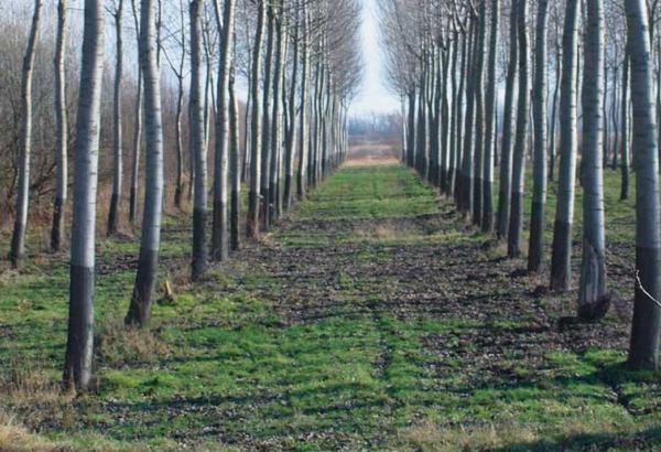 Uzbekistan to attract carbon credits to create forest plantations