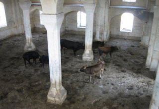 Using mosque in Azerbaijan's Zangilan as pigpen is insult to Muslims - Culture Ministry