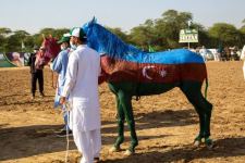 В Хушабе прошел Фестиваль коней, окрашенных в цвета флагов Азербайджана, Турции и Пакистана (ВИДЕО, ФОТО)