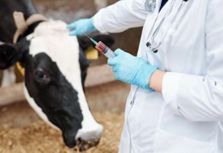 Kazakh scientists develop methods to combat cattle disease