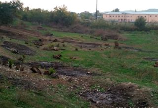Armenians destroyed thousand-year-old trees on liberated Azerbaijani lands (PHOTO)