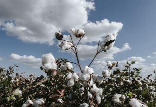 Iran's Ardabil Province increases area for cotton plantation