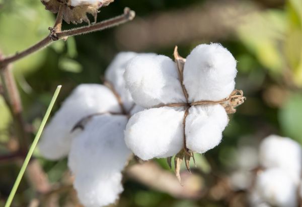 Number of Uzbek textile clusters switch for full mechanized cotton picking