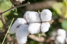 Azerbaijani Ministry of Agriculture holds meeting on results of cotton growing dev't (PHOTO)