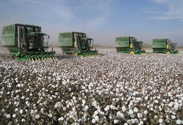 Turkmenistan’s Dashoguz region begins cotton harvest