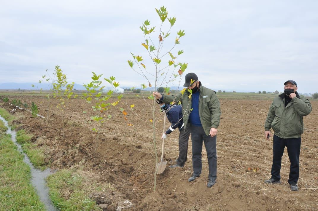 В освобожденном от оккупации Агдаме посажено около 1000 различных пород деревьев (ФОТО)