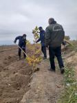 В освобожденном от оккупации Агдаме посажено около 1000 различных пород деревьев (ФОТО)