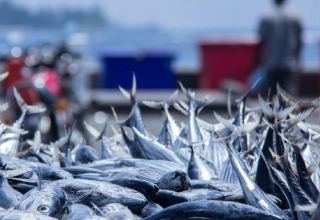 В 2020 году Азербайджан увеличил экспорт рыбы и морепродуктов почти вдвое