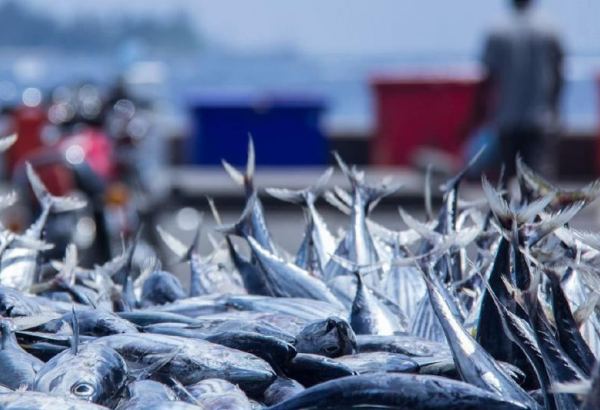 Solutions to problems in fish industry in Kazakhstan should be approached with caution - minister