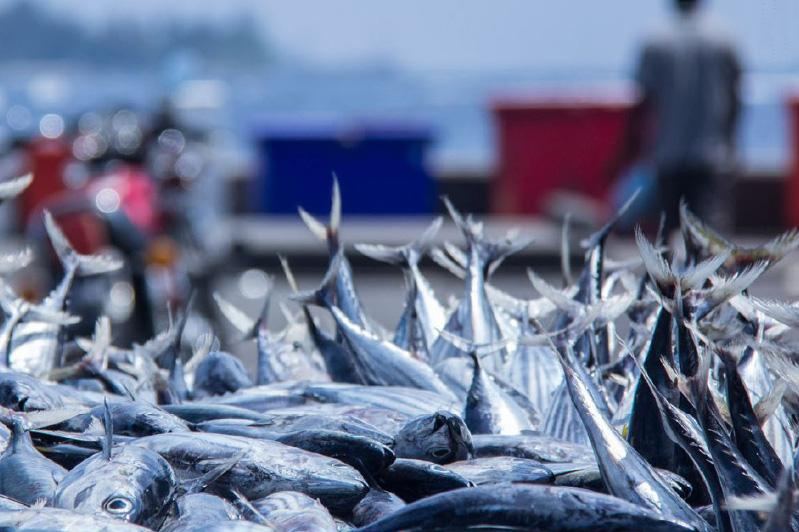 В 2020 году Азербайджан увеличил экспорт рыбы и морепродуктов почти вдвое