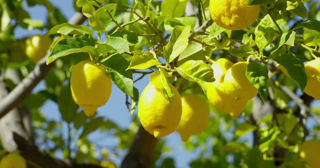 В Марыйском регионе Туркменистана планируют получить большой урожай лимонов