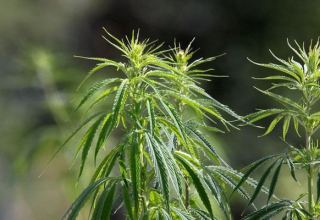 Новая правящая коалиция ФРГ решила легализовать продажу марихуаны