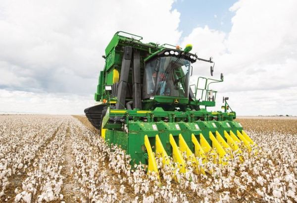 Current average cotton yield in Azerbaijan exceeds last year's - Agriculture Ministry