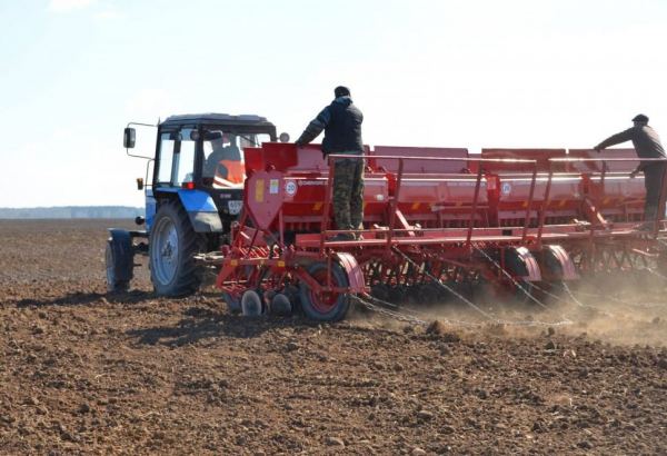 В Агдаме пшеницей засеяно свыше 1600 гектаров освобожденных земель