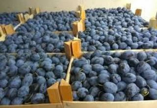 Uzbekistan exporting plums mainly to Russia and Kazakhstan