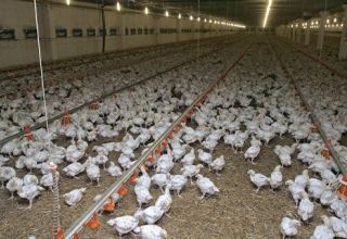 В Японии уничтожат свыше 150 тыс. кур из-за вспышки птичьего гриппа