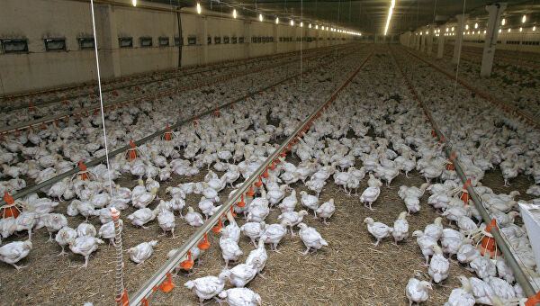 В Японии уничтожат еще 134 тыс. кур из-за птичьего гриппа
