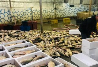 Iran sees increase in fish exports