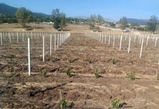 Azerbaijan planting fruit trees for low-income families within Social Gardens project (PHOTO)